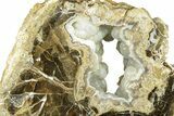 Petrified Wood Limb Round with Chalcedony - Indonesia #271375-1